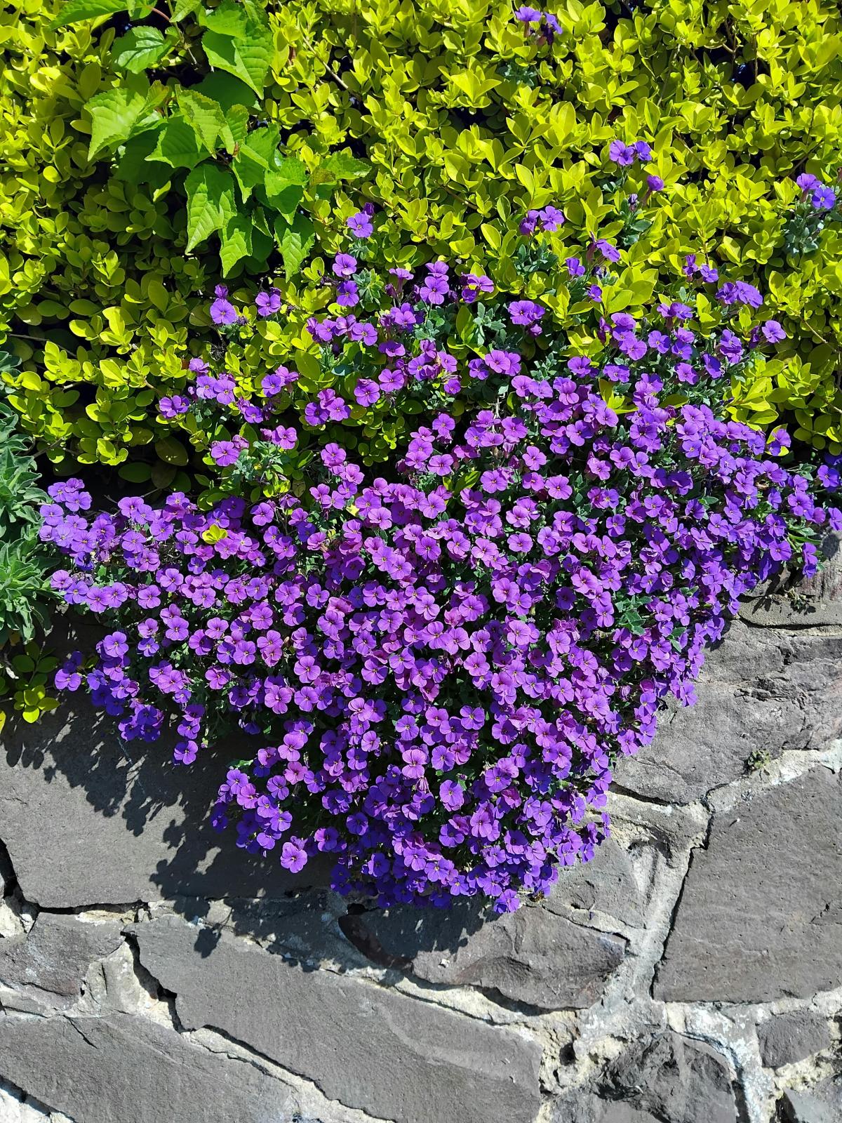 Kakšno cvetje posaditi na pokopališču / foto pexels.com