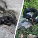 Ali lahko Nikolskyjeva viper res ubije človeka: resnica in miti