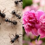 Ali so mravlje škodljive za pivonije: vrtnar ponuja natančen odgovor