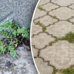 Brez kemikalij in nepotrebnih naporov: kako se v nekaj minutah