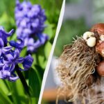 Cvetenje hijacinte – kaj storiti naprej: 5 pomembnih korakov za