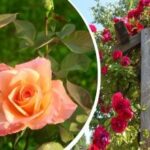 Grmovnice se bodo utopile v cvetovih: kako obrezati 4 vrste