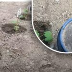 Kako hraniti kumare: najboljša gnojila za različne faze rasti