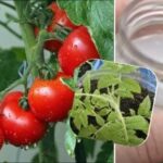 Kako hraniti sadike paradižnika, da postanejo debelejše: najboljše sredstvo