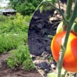 Kako rešiti pridelek paradižnika: ubijalsko sredstvo zagotavlja 100-odstotne rezultate
