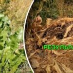 Kako za vedno odstraniti hren z zelenjavnega vrta: učinkovite metode