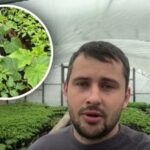 Kakšen je najboljši način hranjenja paradižnika po sajenju: minerali in