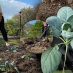 Kdaj maja posaditi zelje na prosto – natančni dnevi za