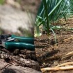 Koledar sajenja za maj 2025: kaj posaditi pred poletjem