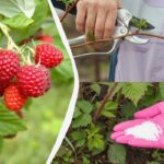 Maline bodo zrasle velike in sladke: kaj storiti z grmom