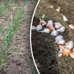 Morda boste ostali brez pridelka: kako nahraniti česen, če je