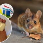 Podgane in miši bodo za vedno izginile: stroškovno učinkovito sredstvo