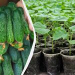 Posnetek te raztopine pod kumarami takoj po kaljenju – pridelek