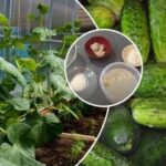 Rastejo kot nori: s čim hraniti kumare maja in junija