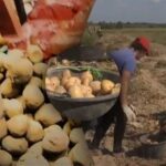 Razbitje priljubljenega mita: krompir je ceneje kupiti ali pridelati, razlaga
