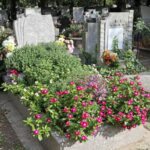 Samcvetenje in nezahtevno vzdrževanje: 4 popolne rože za urejanje grobov