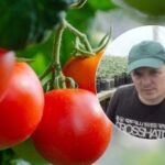 Gnojenje paradižnika od A do Ž: kako do razkošnega pridelka