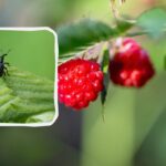Kako se znebiti plevela, preden požre polovico pridelka: ena infuzija