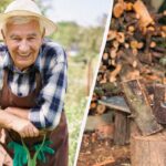 Kam z vejami po obrezovanju dreves: izkušeni vrtnarji jih nikoli