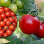 Pridelek bo neskončen: kako uporabiti odrezane poganjke paradižnika